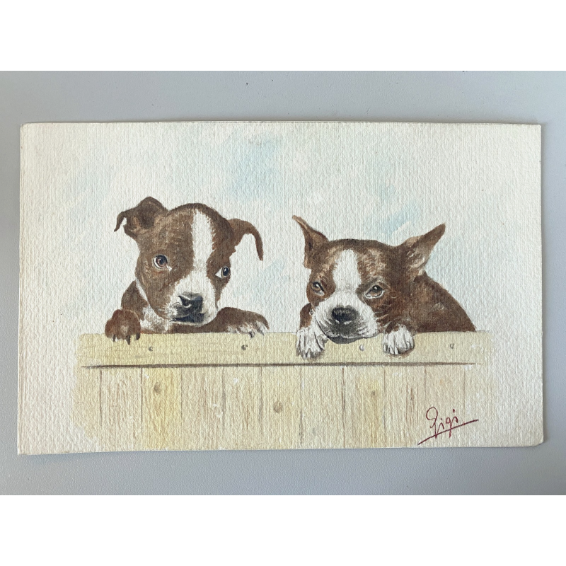DISEGNO ACQUERELLO CARTONCINO ATTR Gigi Comolli RITRATTO CUCCIOLI Boston Terrier