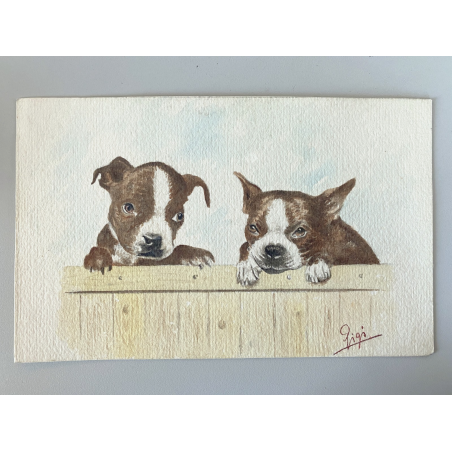 DISEGNO ACQUERELLO CARTONCINO ATTR Gigi Comolli RITRATTO CUCCIOLI Boston Terrier