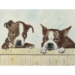 DISEGNO ACQUERELLO CARTONCINO ATTR Gigi Comolli RITRATTO CUCCIOLI Boston Terrier