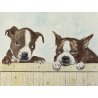 DISEGNO ACQUERELLO CARTONCINO ATTR Gigi Comolli RITRATTO CUCCIOLI Boston Terrier