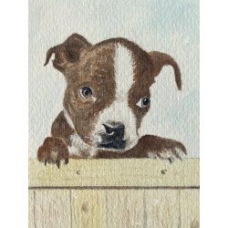 DISEGNO ACQUERELLO CARTONCINO ATTR Gigi Comolli RITRATTO CUCCIOLI Boston Terrier