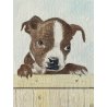 DISEGNO ACQUERELLO CARTONCINO ATTR Gigi Comolli RITRATTO CUCCIOLI Boston Terrier
