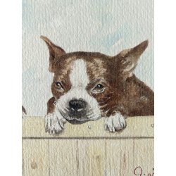 DISEGNO ACQUERELLO CARTONCINO ATTR Gigi Comolli RITRATTO CUCCIOLI Boston Terrier