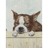 DISEGNO ACQUERELLO CARTONCINO ATTR Gigi Comolli RITRATTO CUCCIOLI Boston Terrier