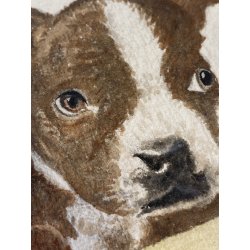 DISEGNO ACQUERELLO CARTONCINO ATTR Gigi Comolli RITRATTO CUCCIOLI Boston Terrier