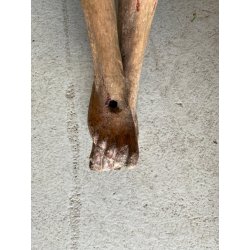 ANTICO CORPUS CHRISTI CRISTO CROCIFISSO 75 cm/h LEGNO SCOLPITO DIPINTO INRI '600