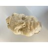 SCULTURA TESTA BAMBINO PUTTO PIETRA ARENARIA STILE BAROCCO NEOCLASSICO XVIII sec