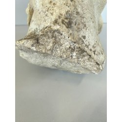 SCULTURA TESTA BAMBINO PUTTO PIETRA ARENARIA STILE BAROCCO NEOCLASSICO XVIII sec