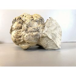 SCULTURA TESTA BAMBINO PUTTO PIETRA ARENARIA STILE BAROCCO NEOCLASSICO XVIII sec