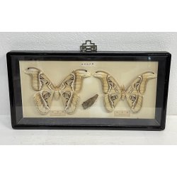 ANTICA TECA FARFALLE FALENA TESTA DI SERPENTE ATLANTE DI ATTOCAS CORNICE 60's