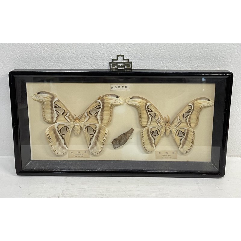 ANTICA TECA FARFALLE FALENA TESTA DI SERPENTE ATLANTE DI ATTOCAS CORNICE 60's