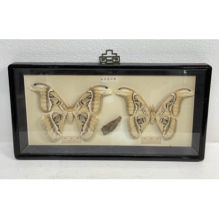 ANTICA TECA FARFALLE FALENA TESTA DI SERPENTE ATLANTE DI ATTOCAS CORNICE 60's
