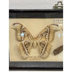 ANTICA TECA FARFALLE FALENA TESTA DI SERPENTE ATLANTE DI ATTOCAS CORNICE 60's