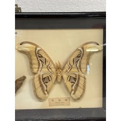 ANTICA TECA FARFALLE FALENA TESTA DI SERPENTE ATLANTE DI ATTOCAS CORNICE 60's