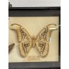 ANTICA TECA FARFALLE FALENA TESTA DI SERPENTE ATLANTE DI ATTOCAS CORNICE 60's