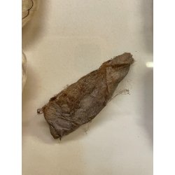 ANTICA TECA FARFALLE FALENA TESTA DI SERPENTE ATLANTE DI ATTOCAS CORNICE 60's