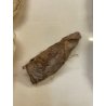 ANTICA TECA FARFALLE FALENA TESTA DI SERPENTE ATLANTE DI ATTOCAS CORNICE 60's