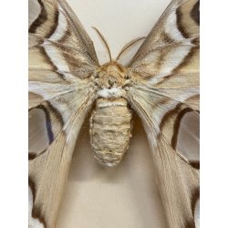 ANTICA TECA FARFALLE FALENA TESTA DI SERPENTE ATLANTE DI ATTOCAS CORNICE 60's