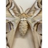 ANTICA TECA FARFALLE FALENA TESTA DI SERPENTE ATLANTE DI ATTOCAS CORNICE 60's