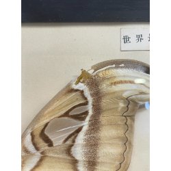 ANTICA TECA FARFALLE FALENA TESTA DI SERPENTE ATLANTE DI ATTOCAS CORNICE 60's