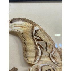 ANTICA TECA FARFALLE FALENA TESTA DI SERPENTE ATLANTE DI ATTOCAS CORNICE 60's