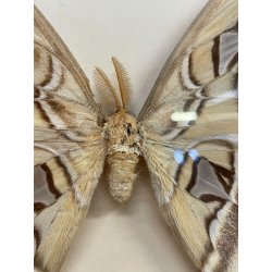 ANTICA TECA FARFALLE FALENA TESTA DI SERPENTE ATLANTE DI ATTOCAS CORNICE 60's