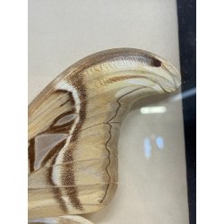 ANTICA TECA FARFALLE FALENA TESTA DI SERPENTE ATLANTE DI ATTOCAS CORNICE 60's