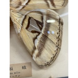 ANTICA TECA FARFALLE FALENA TESTA DI SERPENTE ATLANTE DI ATTOCAS CORNICE 60's