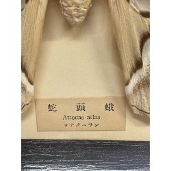 ANTICA TECA FARFALLE FALENA TESTA DI SERPENTE ATLANTE DI ATTOCAS CORNICE 60's