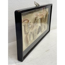 ANTICA TECA FARFALLE FALENA TESTA DI SERPENTE ATLANTE DI ATTOCAS CORNICE 60's