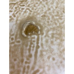 ANTICO PIATTO PARATA CERAMICA Deruta RITRATTO La Bella Giuseppina DECORO