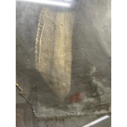 ANTICO QUADRO RITRATTO DIPINTO TEMPERA SU CARTA EPOCA '800 NOBILUOMO STRALCIO