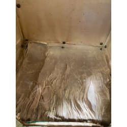 ANTICO TABERNACOLO LIGNEO SCOLPITO LACCATO VERDE CHERUBINI DORATI BAROCCO XVII