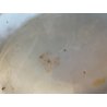 ANTICO PIATTINO LOBATO ALZATA PORCELLANA CINESE UCCELLINO RAMO PEONIA XIX sec