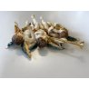 RARA CERAMICA Perconte Sciacca TRE PUTTI MUSICANTI SMALTO POLICROMO ORO RESTAURI