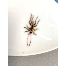PICCOLA ALZATA PORCELLANA Rosenthal DECORO BOUQUET FIORI NASTRI  ø 16,5 cm '30