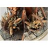 GRANDE GRUPPO SCULTOREO Boccaccio Decameron PORCELLANA CAPODIMONTE Michele H38cm