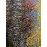DIPINTO OLIO Verdiano Quigliati VIGEZZO "Autunno Sottobosco" POST-IMPRESSIONISTA