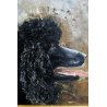 DIPINTO QUADRO OLIO TELA RITRATTO CANE BARBONCINO NERO DOG Metà '900 FIRMATO 