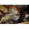 ANTICO QUADRO OLIO TAVOLA NATURA MORTA AUTUNNO FUNGHI PORCINI BROCCA '900 