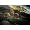 ANTICO QUADRO DIPINTO OLIO Michele Federico PAESAGGIO CAPRI MARINA GROTTA BARCHE