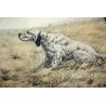ANTICA STAMPA INCISIONE SCENA di CACCIA CANI ENGLISH SETTERS ON POINT PAESAGGIO